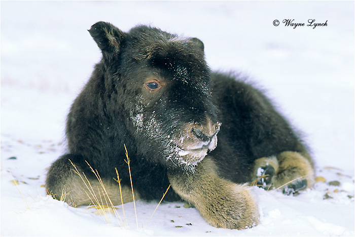 Muskox Calf 110 by Dr. Wayne Lynch &copy;